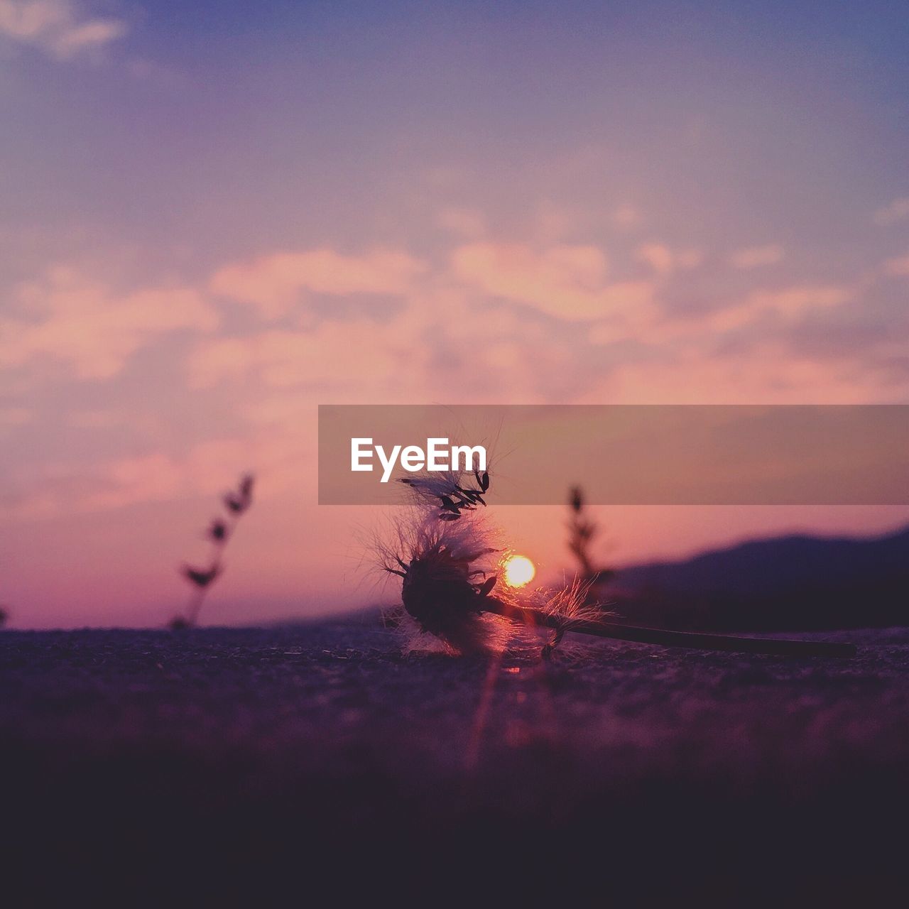 Dried flower on rock at sunset