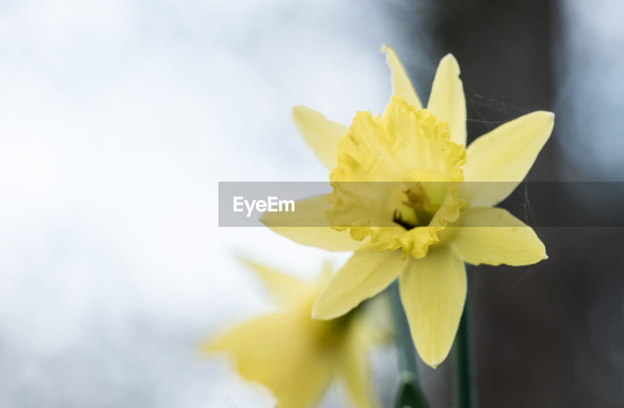 CLOSE-UP OF YELLOW DAFFODIL FLOWER AGAINST WHITE BACKGROUND