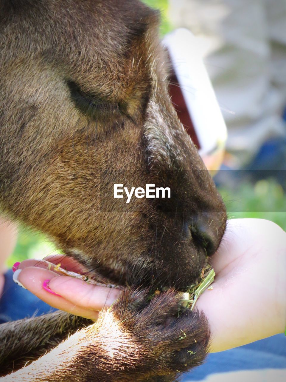 Close-up of hand feeding kangaroo