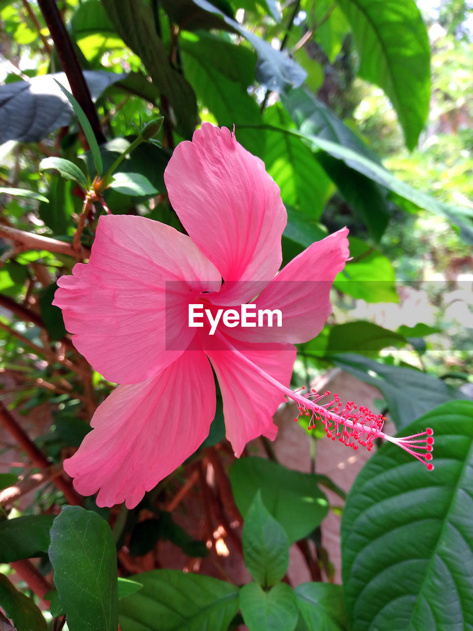 CLOSE-UP OF PINK HIBISCUS PLANT