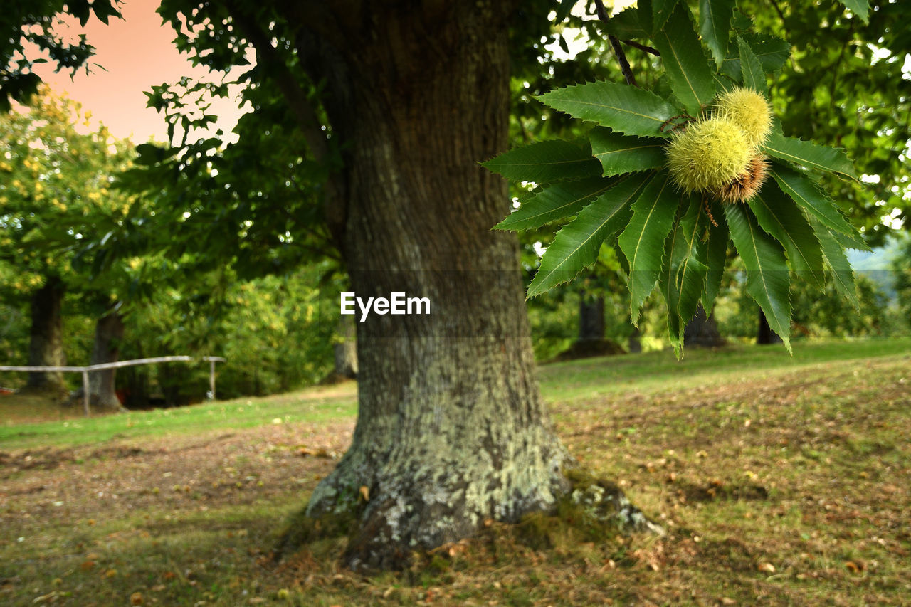 VIEW OF TREE IN PARK