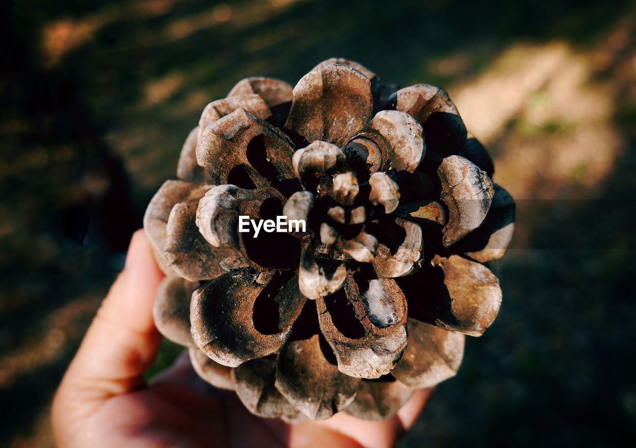 CLOSE-UP OF MAN HOLDING MUSHROOMS