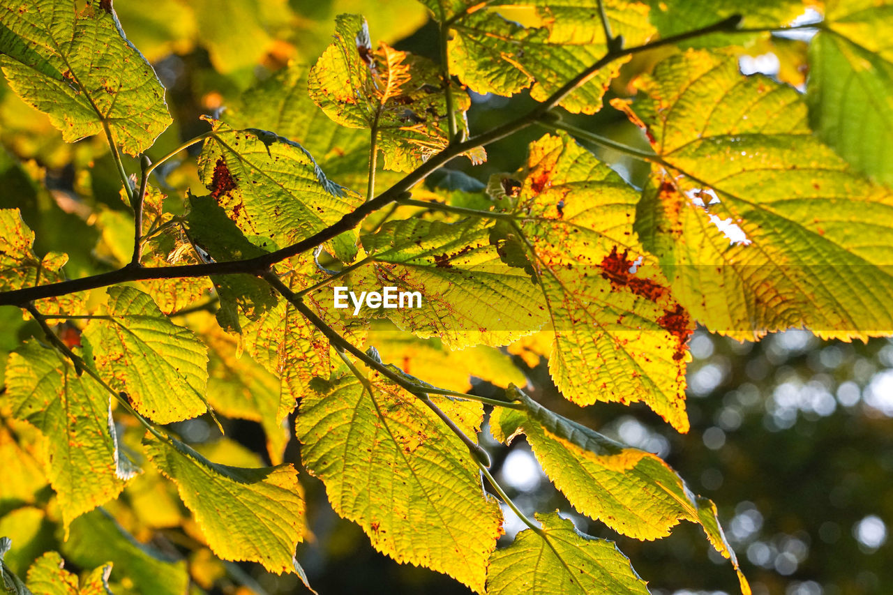 CLOSE-UP OF YELLOW MAPLE LEAVES ON TREE