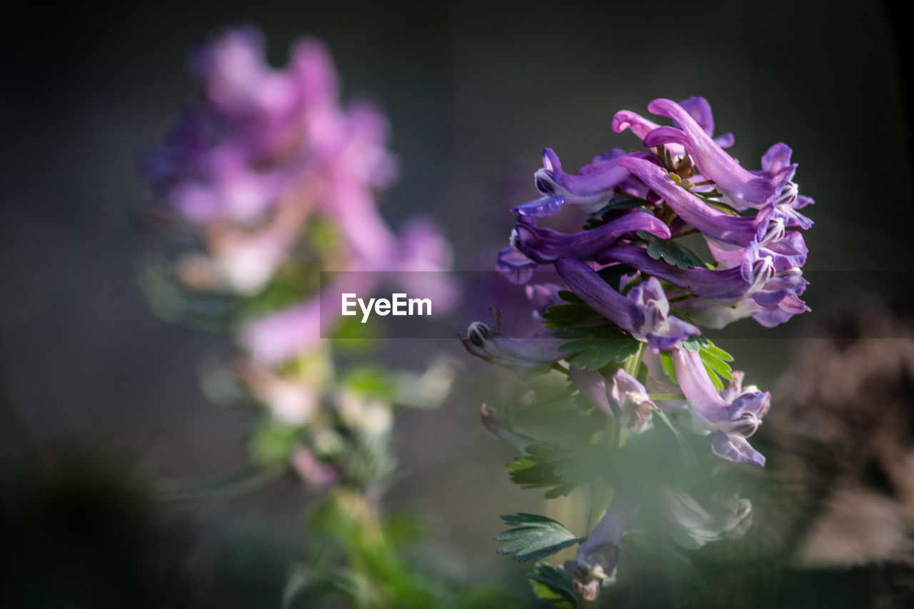 flower, flowering plant, plant, beauty in nature, purple, freshness, macro photography, nature, close-up, fragility, flower head, blossom, lilac, petal, growth, inflorescence, no people, focus on foreground, wildflower, selective focus, lavender, outdoors, botany, springtime, food