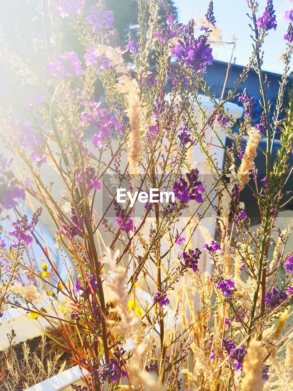 Close-up of purple flowering plants on field