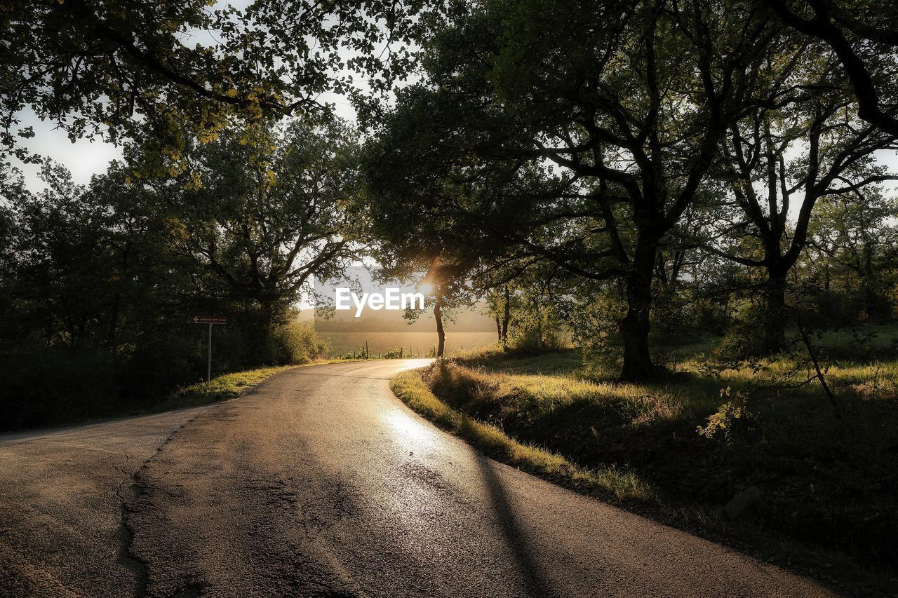 Empty road along trees and plants