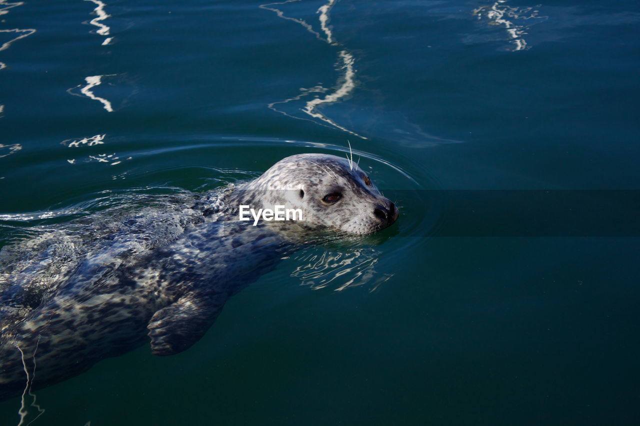Close-up of a seal in the water.