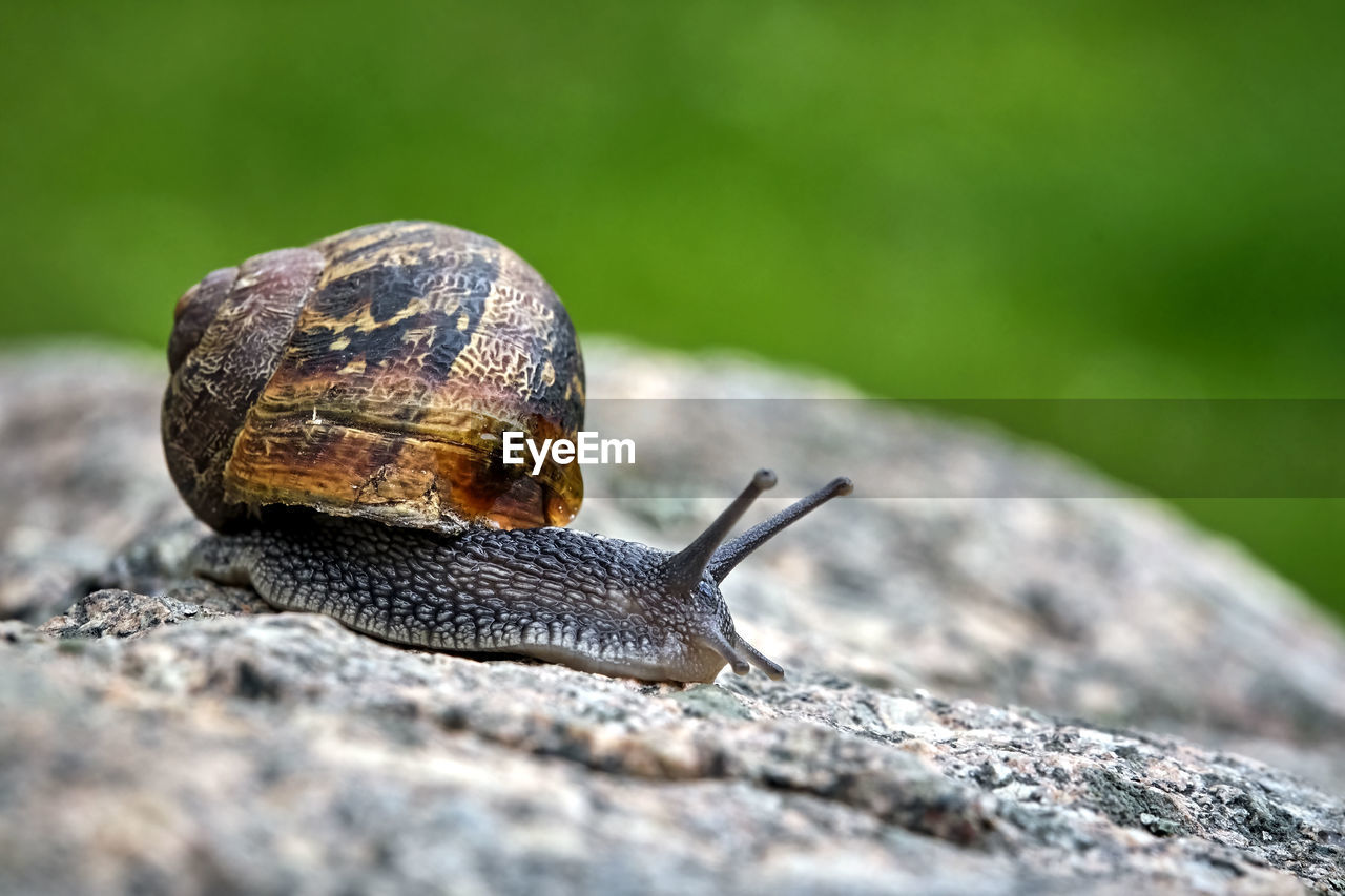 CLOSE-UP OF SNAIL IN A SURFACE