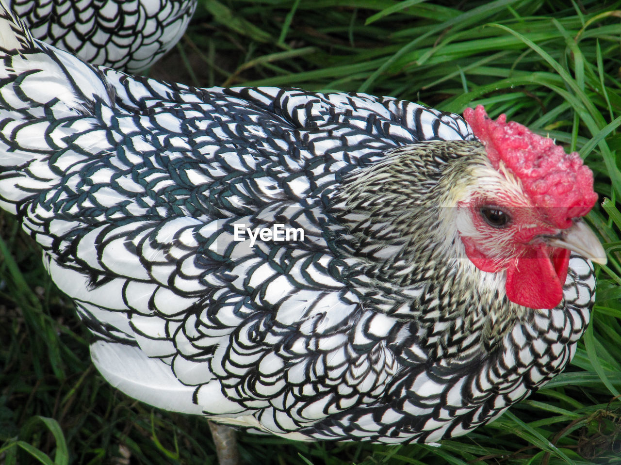 CLOSE-UP OF ROOSTER WITH GRASS