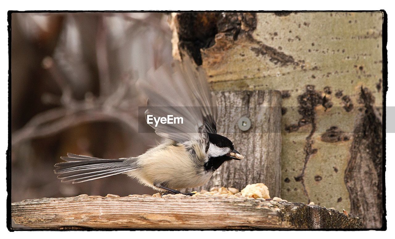 CLOSE-UP OF BIRD PERCHING ON WALL