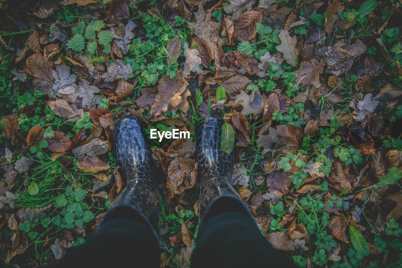 Low section of person wearing rubber boots standing on autumn leaves