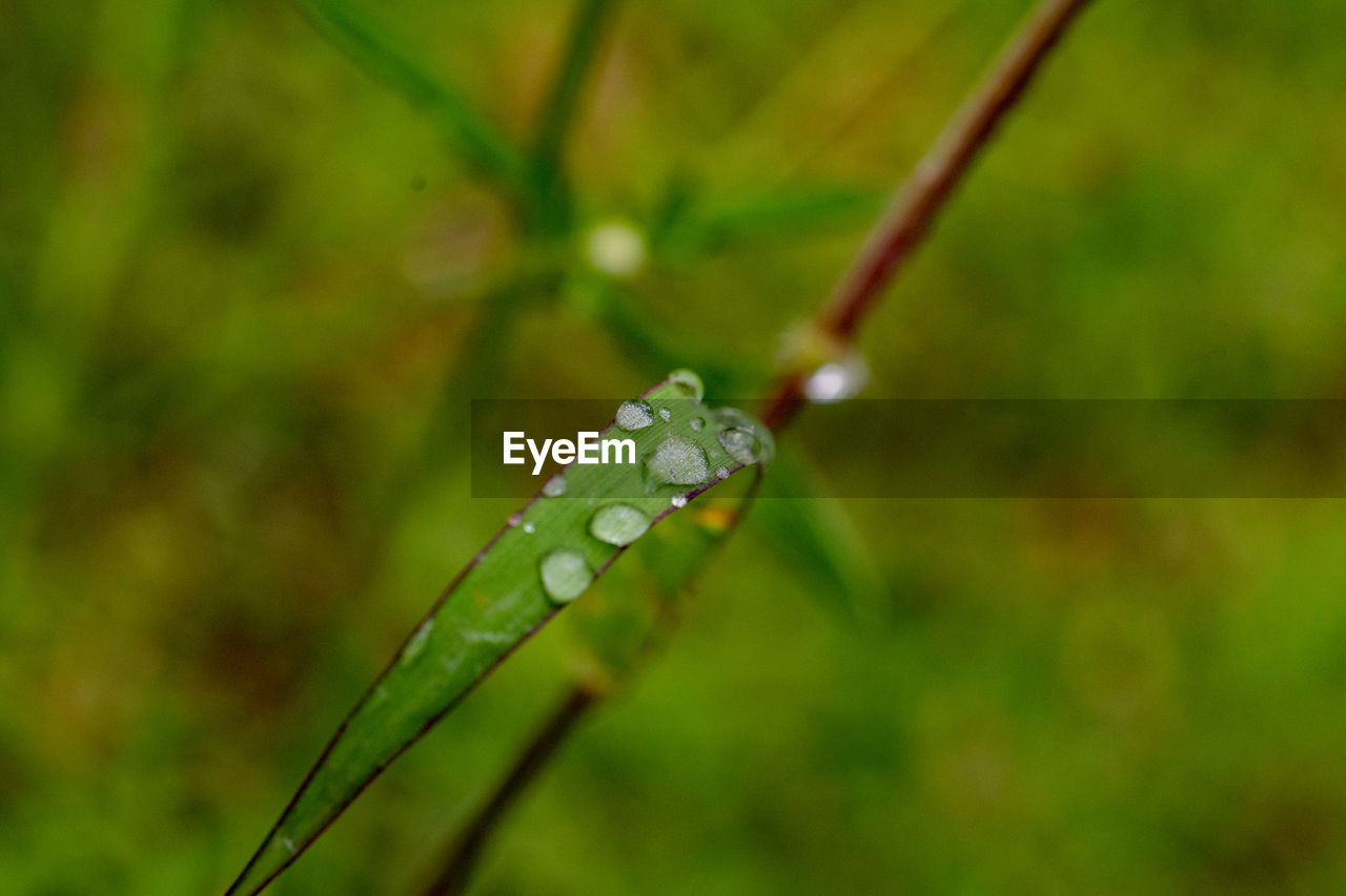 Close-up of water drops on leaf against blurred background