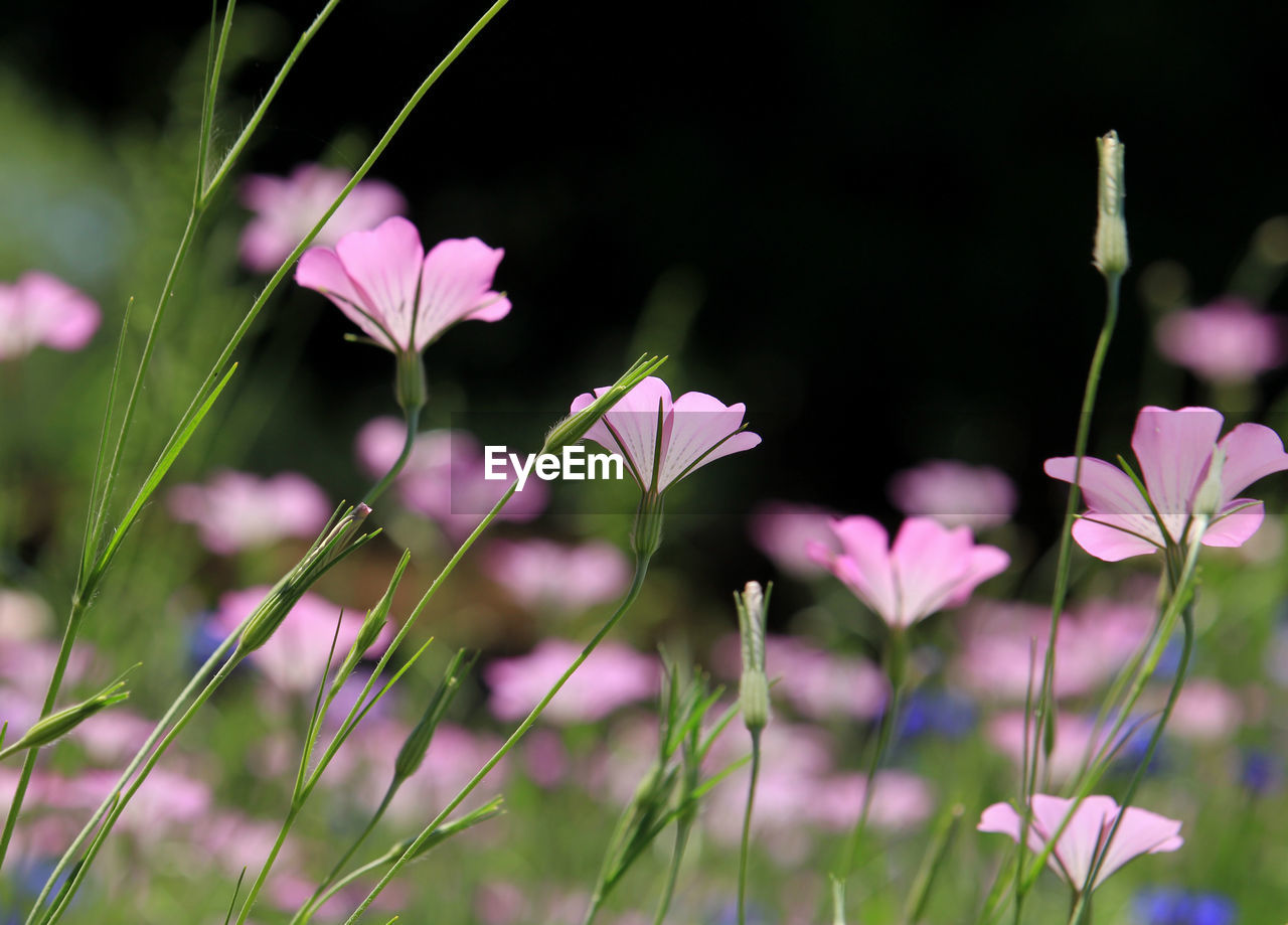 close-up of purple flowering plant