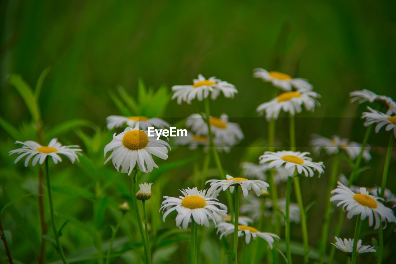 Shasta daisy