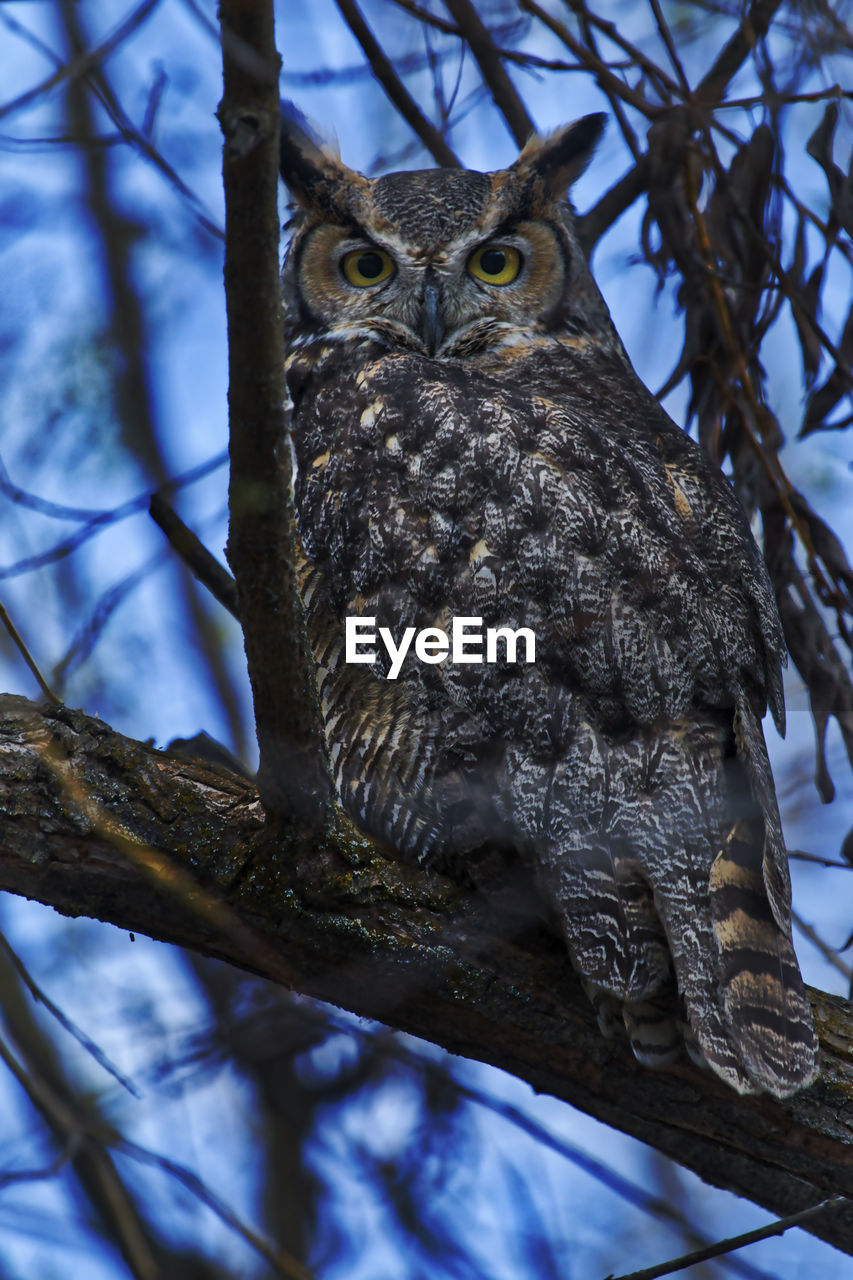 PORTRAIT OF OWL PERCHING ON BRANCH