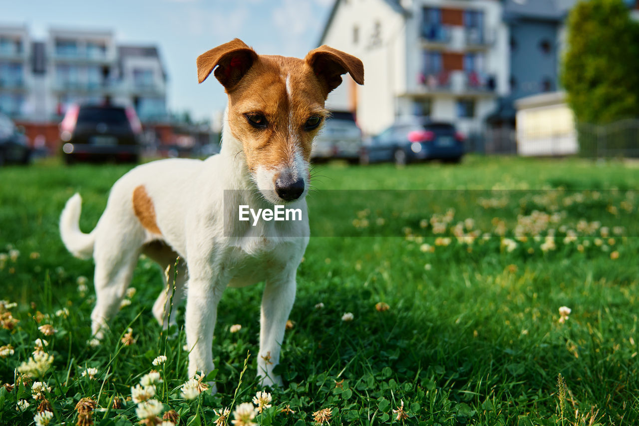 Cute small dog on lawn with green grass near living house at summer day. active pet outdoors