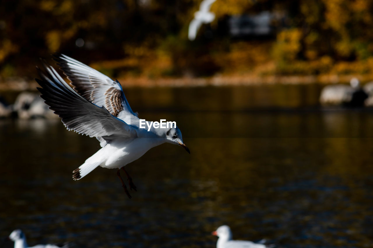 SEAGULL FLYING IN A LAKE