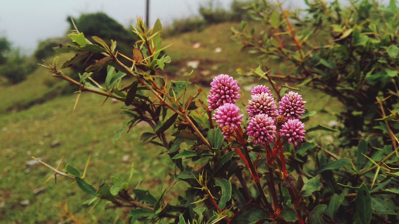 CLOSE-UP OF PINK FLOWERS BLOOMING OUTDOORS