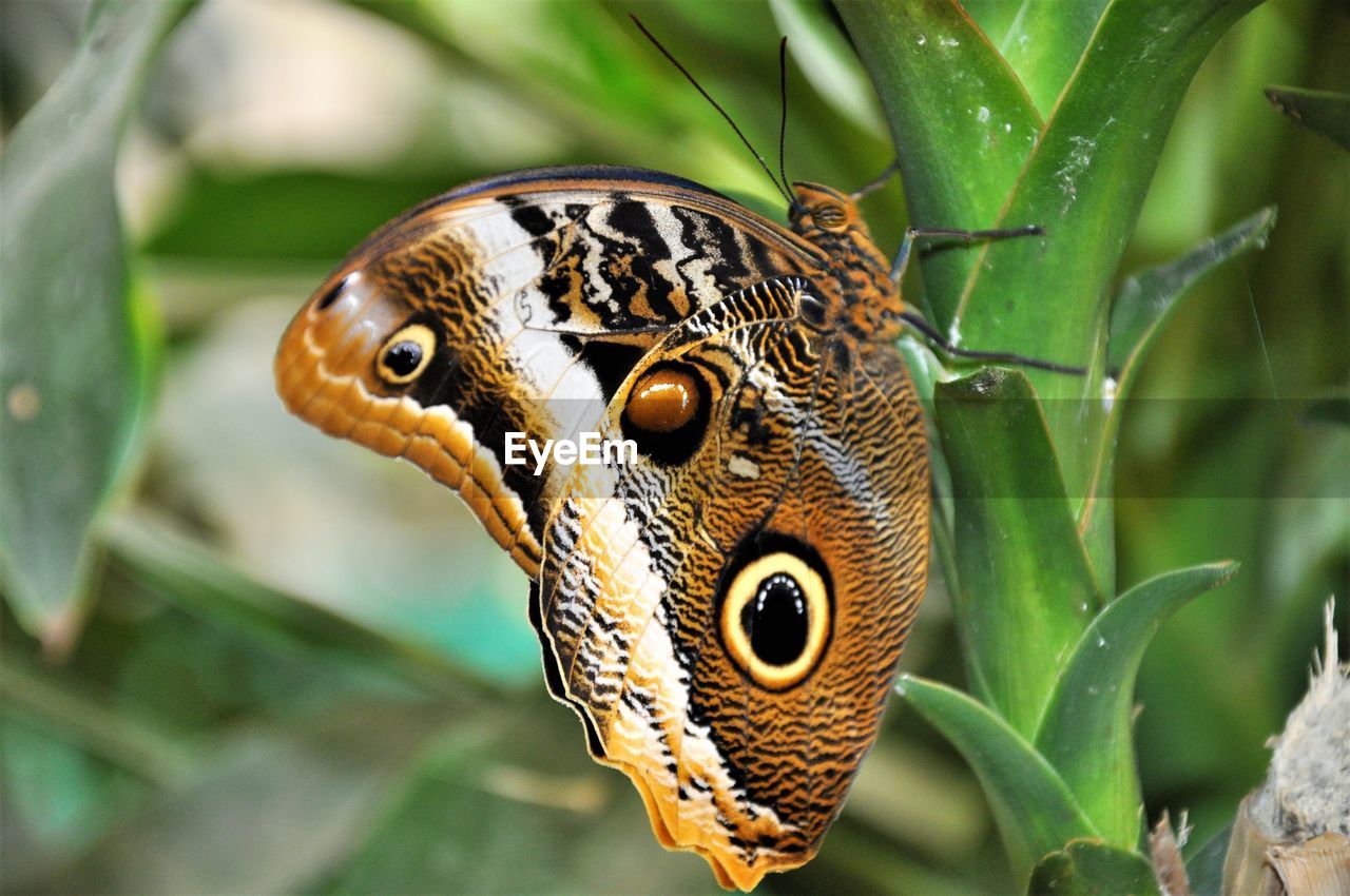 BUTTERFLY ON LEAF