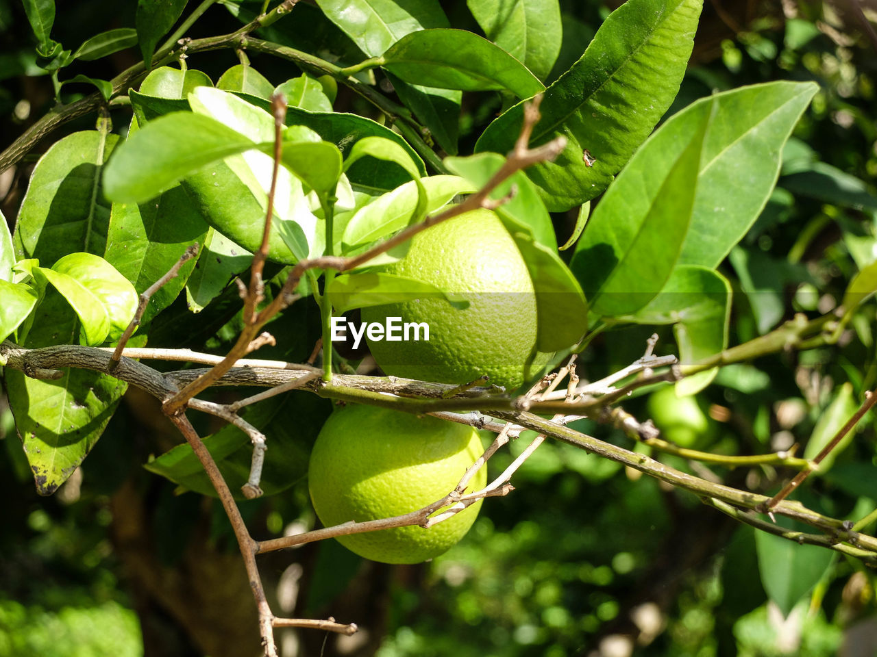 CLOSE-UP OF FRUITS ON TREE