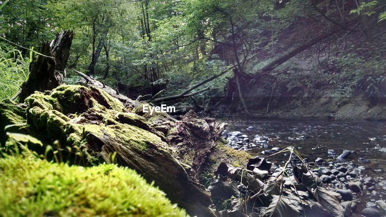 Moss covered fallen tree by river in forest