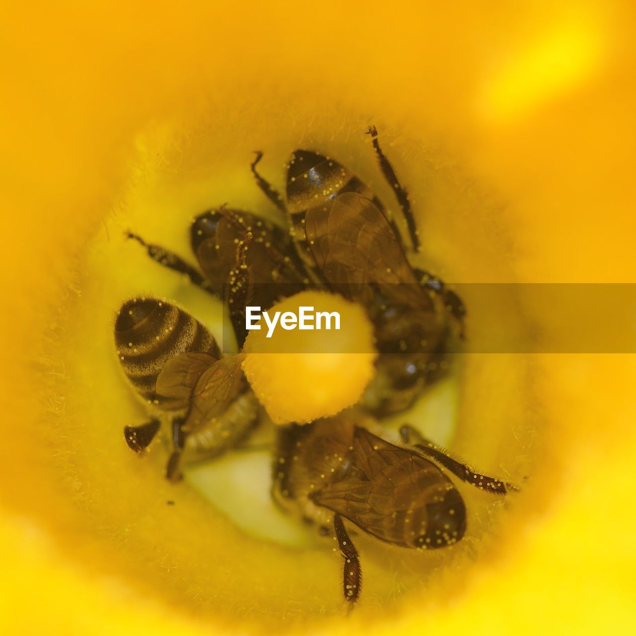 CLOSE-UP OF INSECT POLLINATING FLOWER