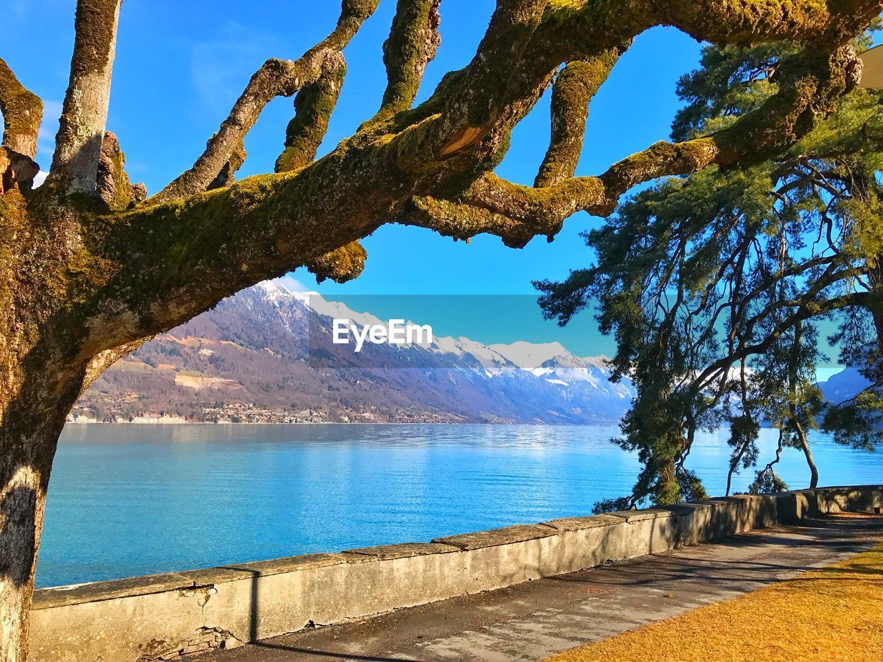 Close-up of tree against blue sky