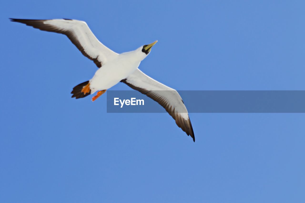 animal themes, animal, flying, bird, animal wildlife, wildlife, blue, sky, spread wings, one animal, clear sky, animal body part, seabird, nature, no people, motion, low angle view, mid-air, gull, full length, beak, sunny, outdoors, day, wing, copy space, animal wing, white