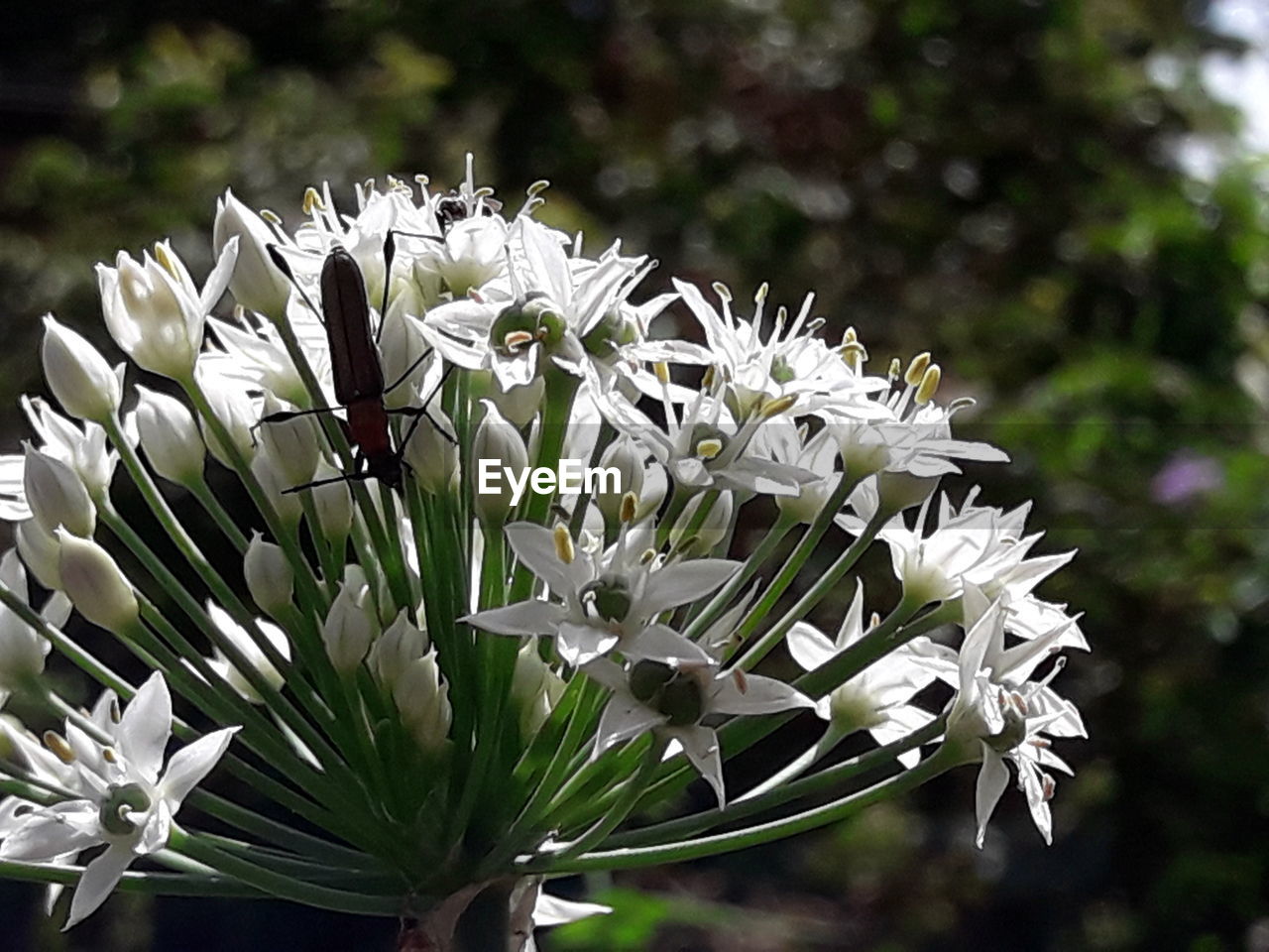 CLOSE-UP OF WHITE FLOWERS