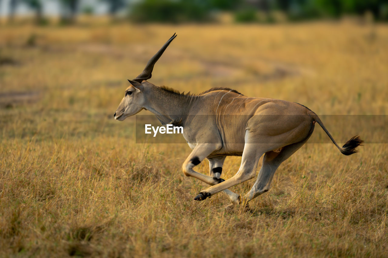 side view of deer on field