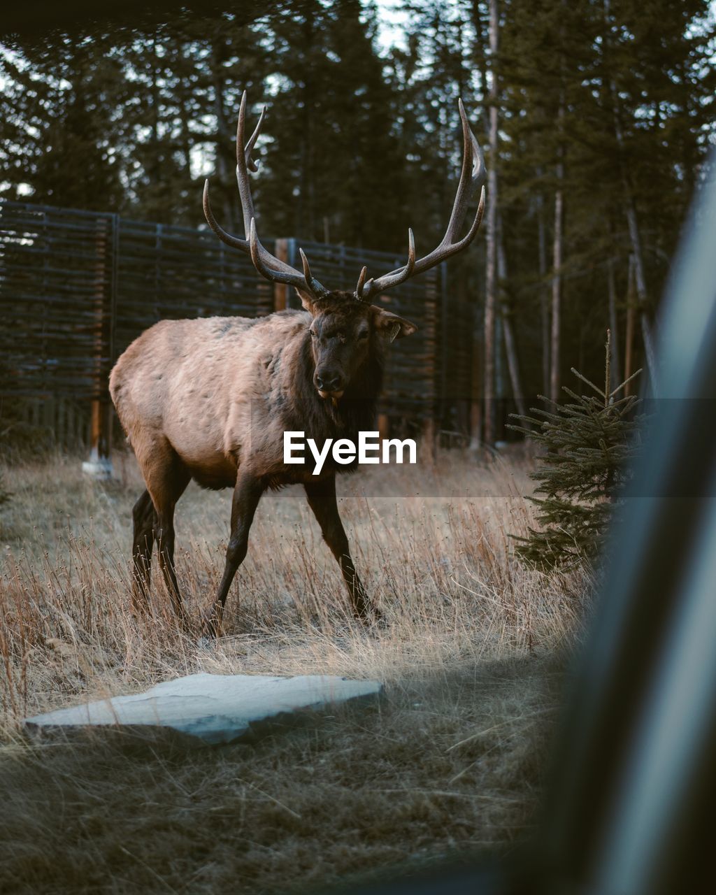 Elk standing on field seen through car window