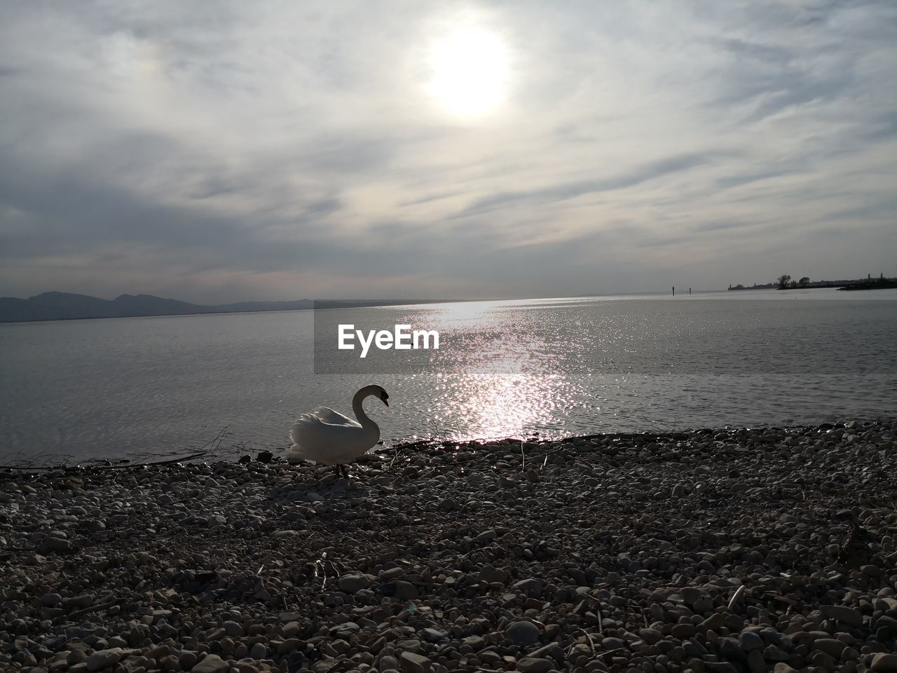 SEAGULL ON BEACH AGAINST SKY