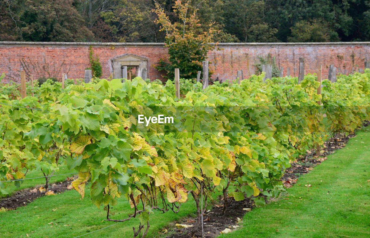 Plants growing in vineyard