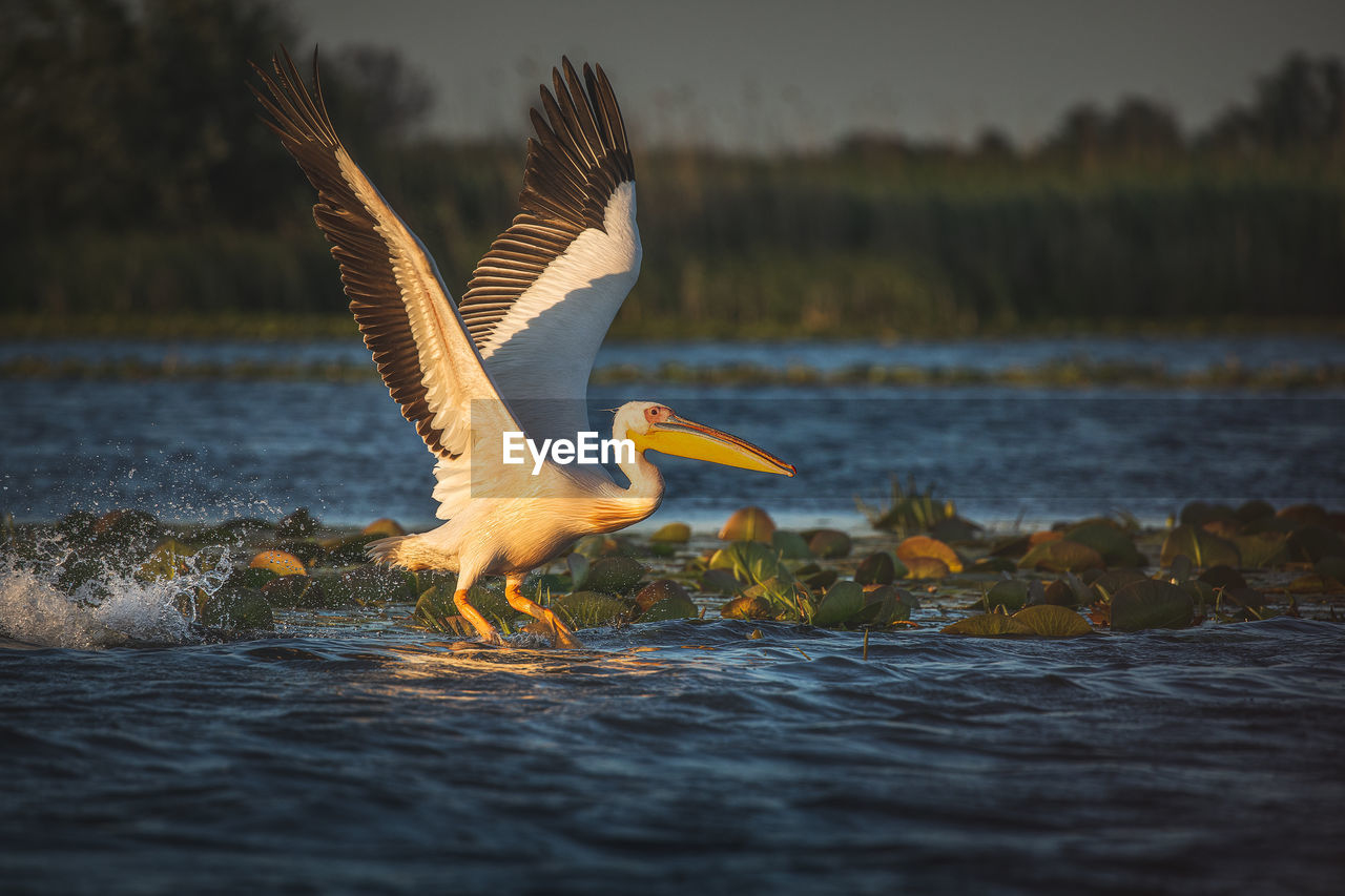 Wild beautiful birds from danube delta, romania. wildlife photography