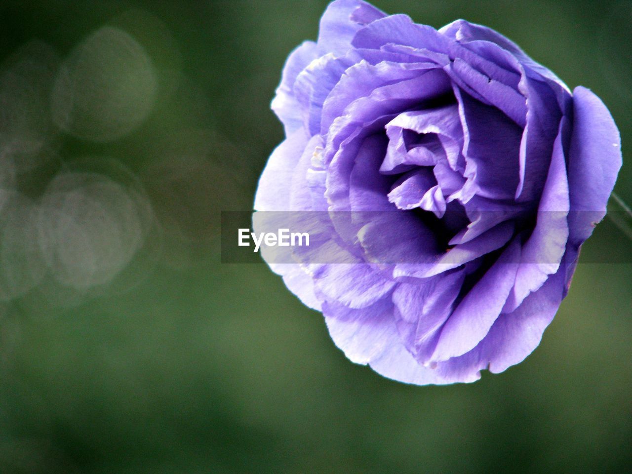 Close-up of purple flower