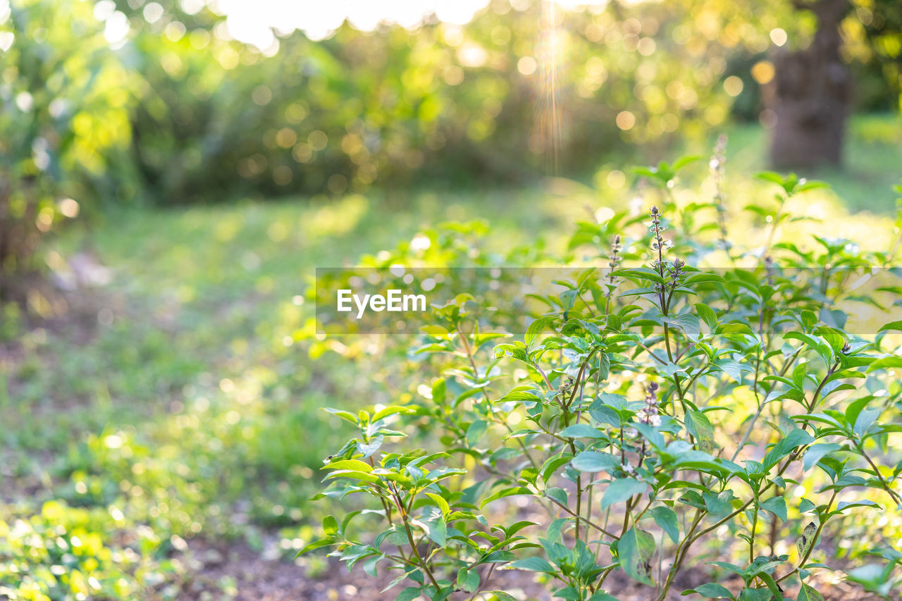 CLOSE-UP OF PLANT GROWING ON FIELD