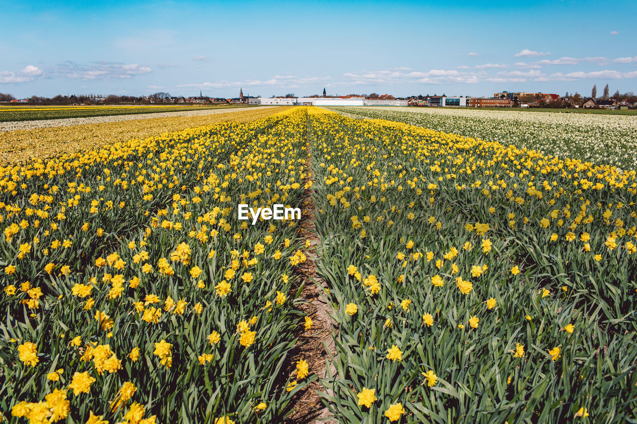 Scenic view of yellow flower field against sky