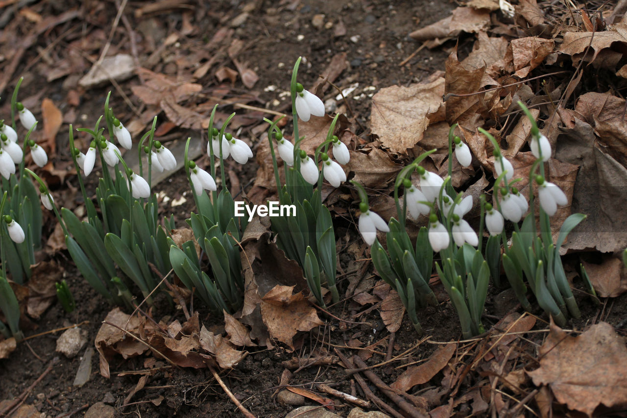 CLOSE-UP OF WHITE CROCUS FLOWERS