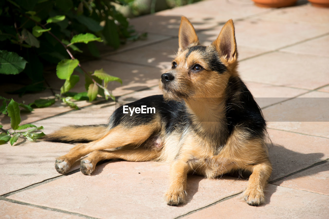 Dog lying on floor in yard