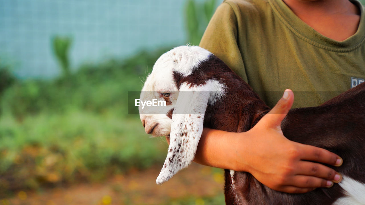 Young indian boy holding the small goat with affection and smiling face.
