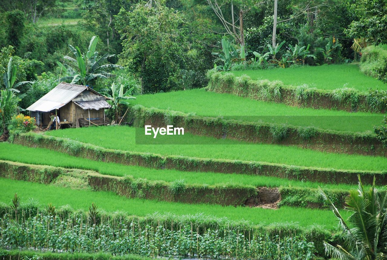 SCENIC VIEW OF RICE PADDY FIELD