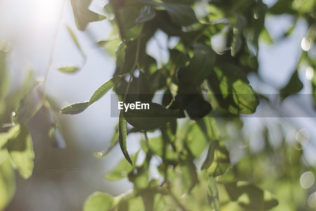 Leaves on tree at sunny day