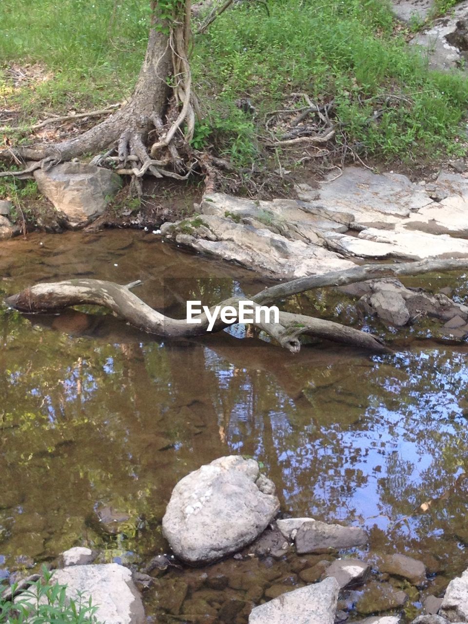 DEAD TREE IN WATER