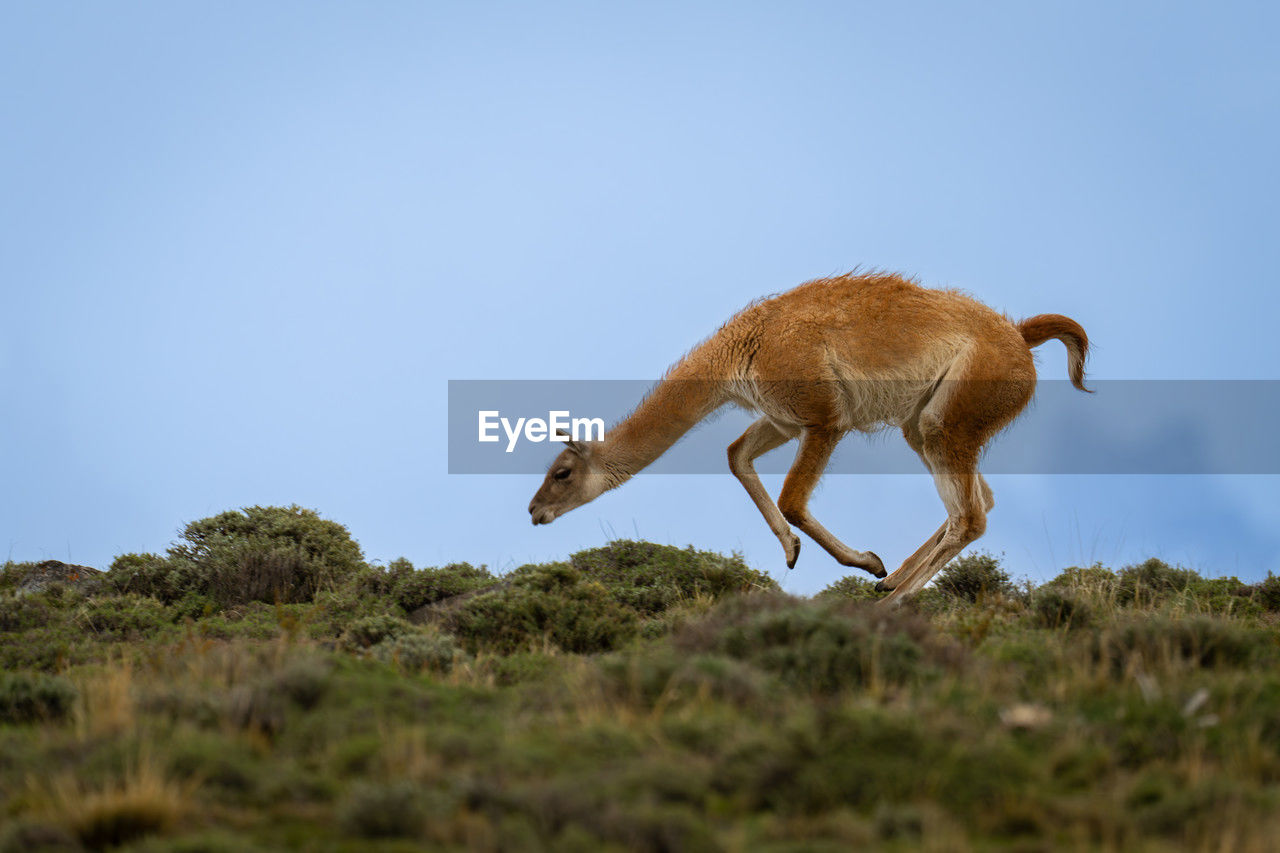 animal, animal themes, mammal, animal wildlife, wildlife, one animal, sky, no people, side view, nature, full length, plant, clear sky, copy space, blue, outdoors, day, grazing, grass, domestic animals, grassland, motion, environment, jumping, landscape