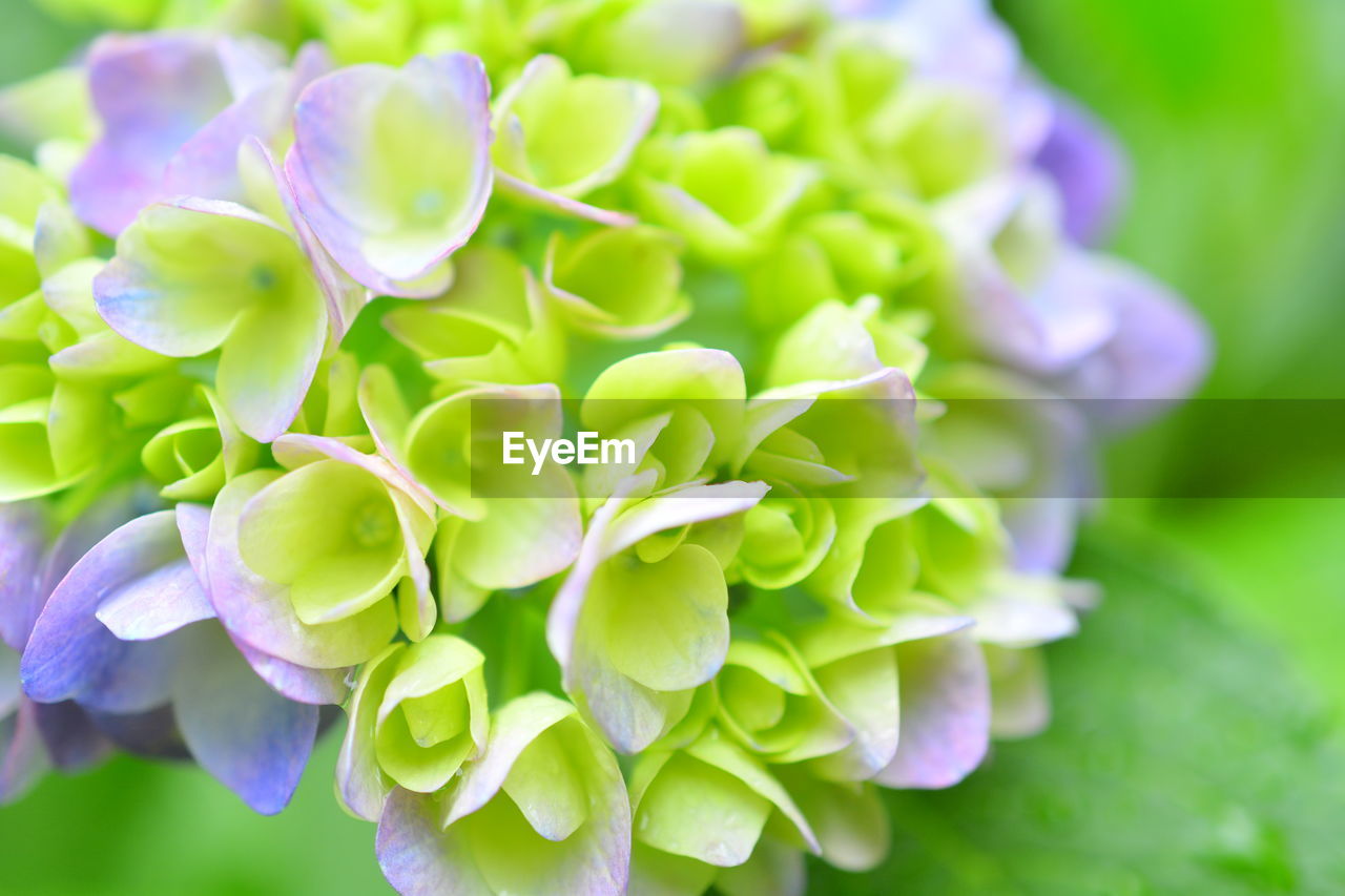 Close-up of purple flowering plant