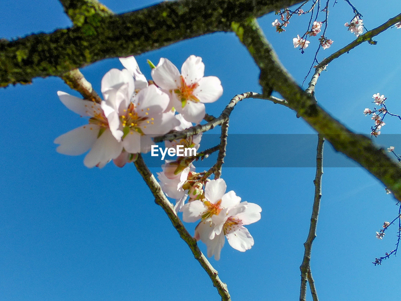 plant, flower, flowering plant, tree, fragility, blossom, beauty in nature, freshness, springtime, branch, nature, growth, sky, blue, clear sky, white, low angle view, no people, close-up, day, inflorescence, fruit tree, twig, flower head, petal, outdoors, cherry blossom, produce, spring, pink, botany, sunny, sunlight, apple tree, focus on foreground, food and drink, pollen, food, fruit, almond tree, apple blossom