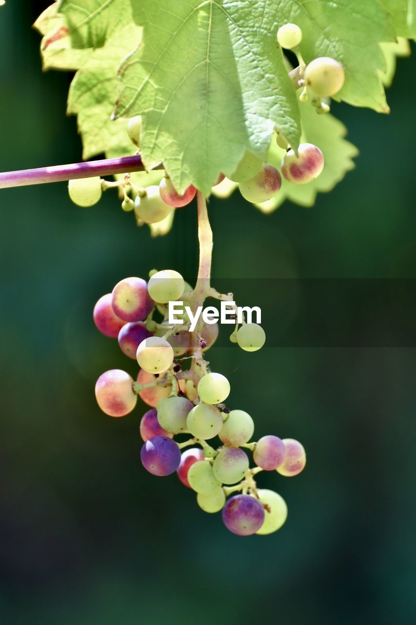 Close-up of grapes