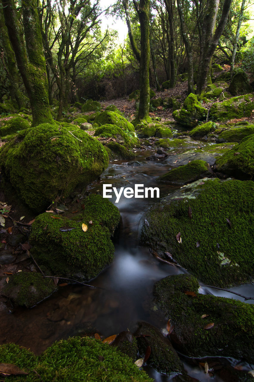 Scenic view of river amidst trees in forest
