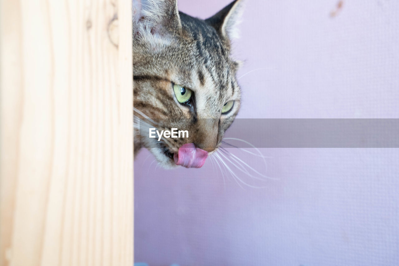CLOSE-UP OF CAT