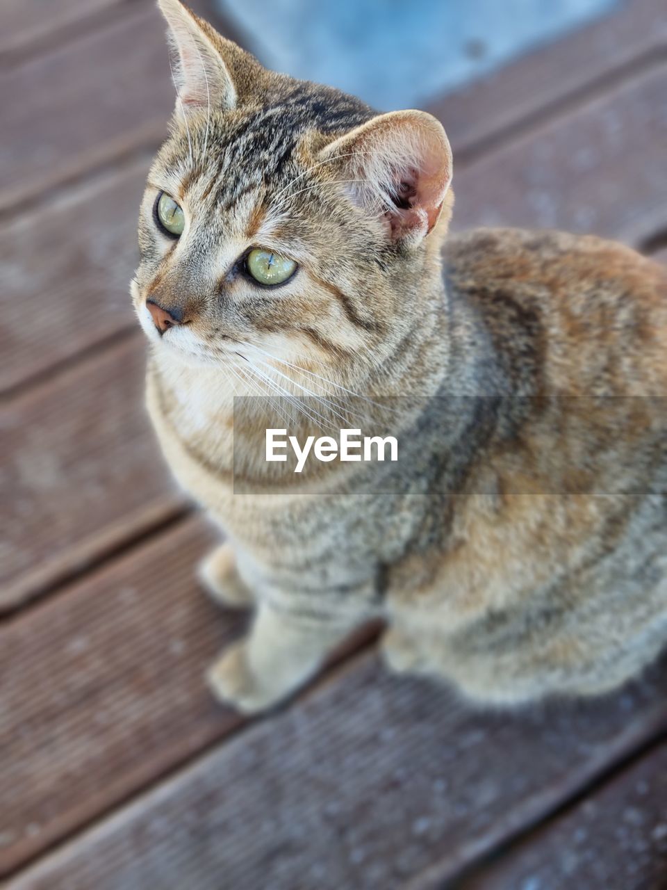 animal, animal themes, one animal, cat, pet, mammal, close-up, domestic cat, feline, wood, domestic animals, tabby cat, whiskers, small to medium-sized cats, no people, wild cat, felidae, high angle view, focus on foreground, portrait, day